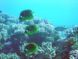 Fishes in Bora Bora coral garden