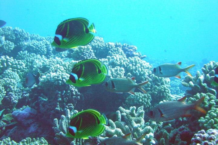 Fishes in Bora Bora coral garden