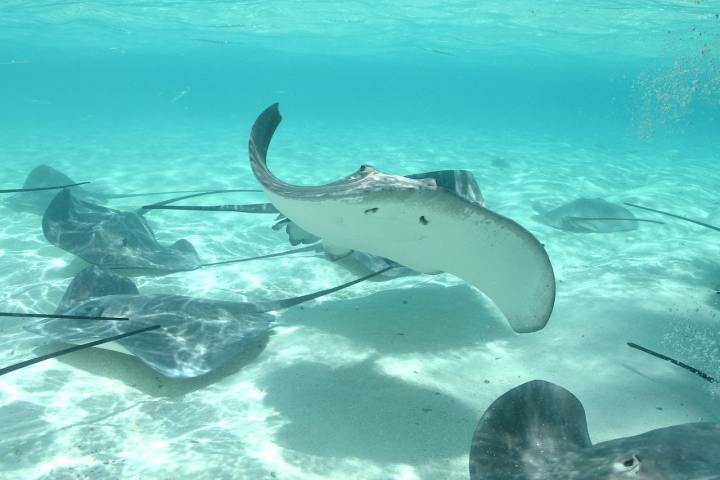 Snorkeling with stingrays in Bora Bora