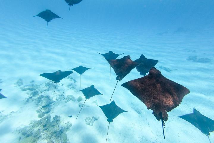 Aigle rays in Bora Bora