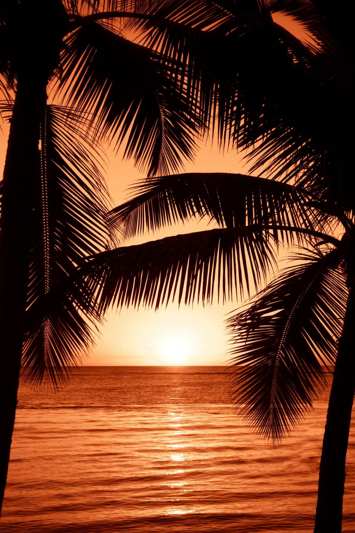 Silhouetted palm trees framing a sunset over the ocean.